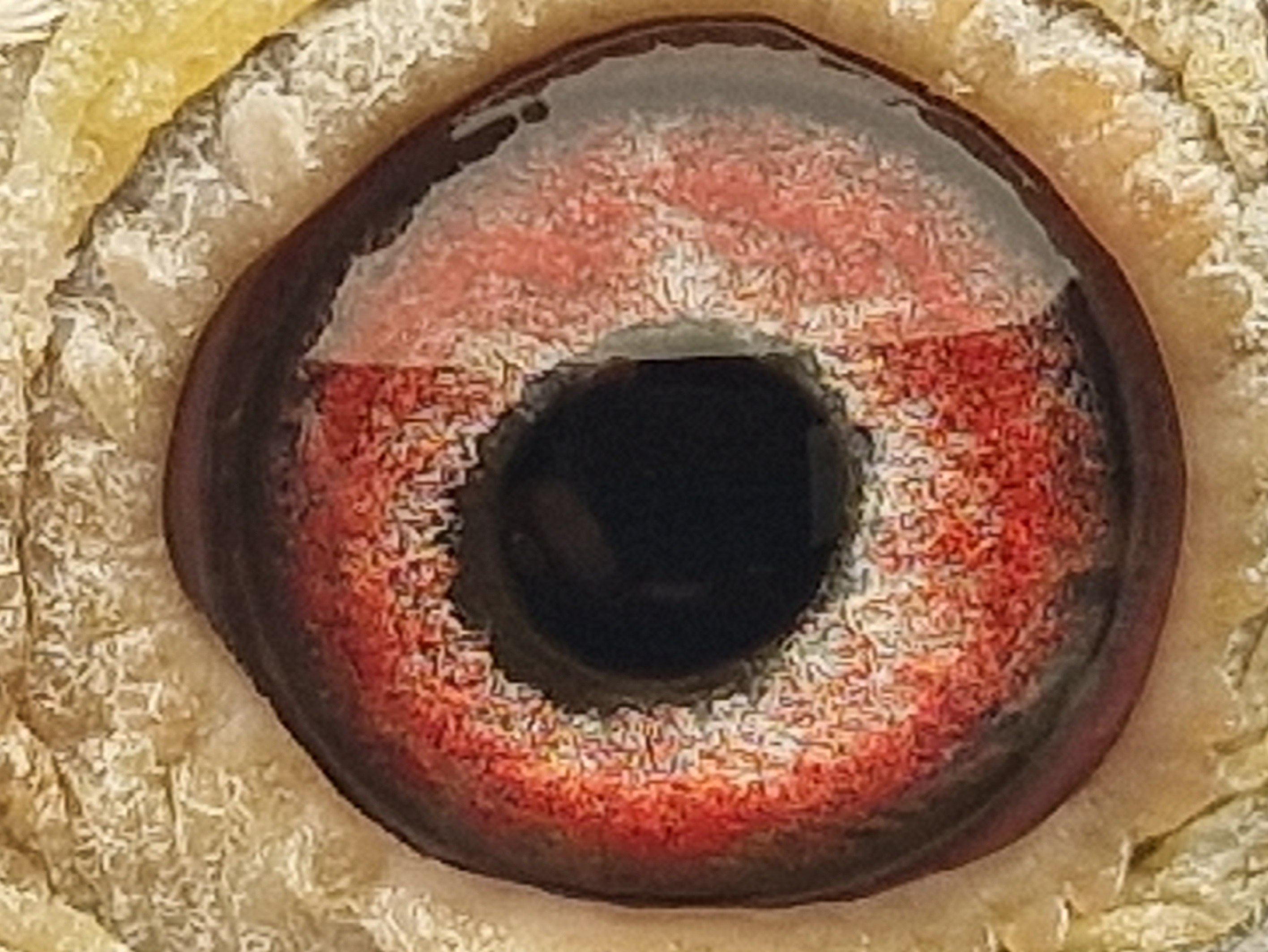 Pigeon eye